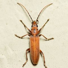 Oxacis trimaculata by Jgw-atx. Used under a CC BY 4.0 license.