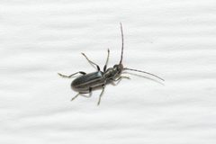 Oxycopis falli in Big Pine Key Florida by Djringer. Used under a CC BY-SA 4.0 license.