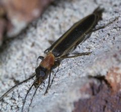 Oxycopis mimetica P1630565a by 
xpda. Used under a CC BY-SA 4.0 license.