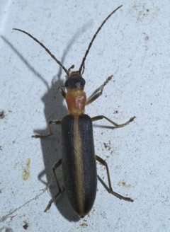 Oxycopis mimetica P1650436a by 
xpda. Used under a CC BY-SA 4.0 license.