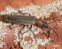 Oxycopis thoracica - inat 138766143 by {{{name}}}. Used under a CC BY-SA 4.0 license.
