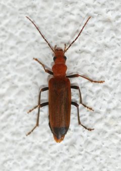 Beetle May 2009-5 by Alvesgaspar. Used under a CC BY-SA 3.0 license.