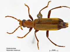 Nacerdes melanura by Caroline Harding, MAF. Used under a CC BY 3.0 au license.