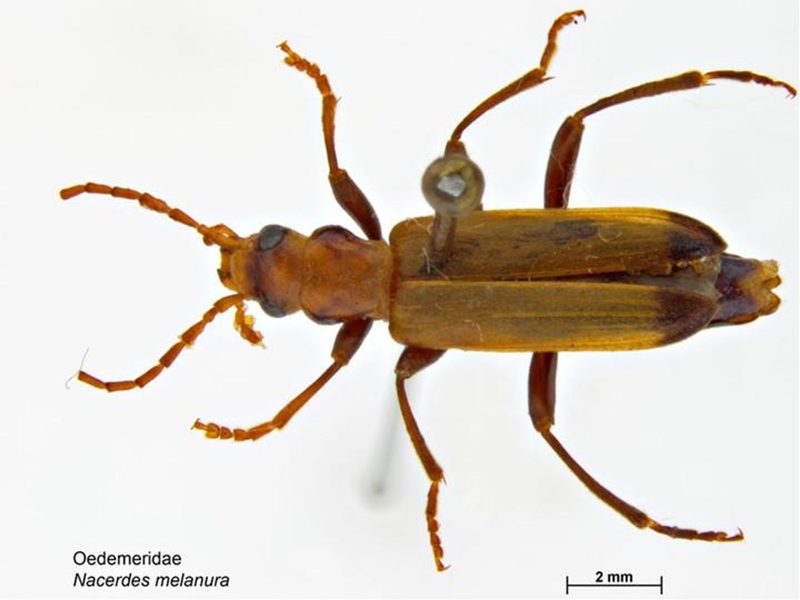 Wharf Insect Nacerdes melanura (Wharf Borer): Identification, Facts, and Taxonomy