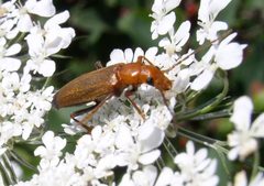 Nacerdes melanura. Maine by Beatriz Moisset. Used under a CC BY-SA 4.0 license.