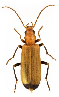 Nacerdes melanura1 by Stanislav Snäll. Used under a CC BY 3.0 license.