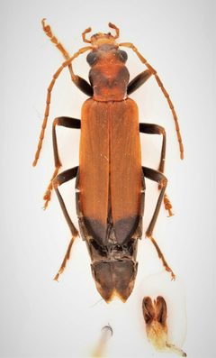 Nacerdes melanura 289596473 by Nick Bédard. Used under a CC0 license.