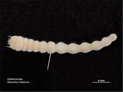 Nacerdes melanura larva by Caroline Harding, MAF. Used under a CC BY 3.0 au license.