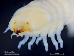 Nacerdes melanura larva1 by Caroline Harding, MAF. Used under a CC BY 3.0 au license.