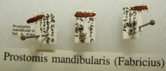 Prostomis americanus sjh by No machine-readable author provided. Kugamazog~commonswiki assumed (based on copyright claims).. Used under a CC BY-SA 2.5 license.