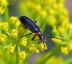 Pedilus labiatus by Jacy Lucier. Used under a CC BY-SA 4.0 license.