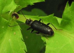 Pedilus lugubris by Beatriz Moisset. Used under a CC BY-SA 4.0 license.