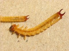 Dendroides canadensis larvae by Beatriz Moisset. Used under a CC BY-SA 4.0 license.