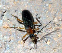 Pyrochroidae P1290480a by
xpda. Used under a CC BY-SA 4.0 license.