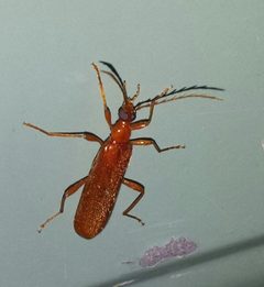 Dendroides concolor 10361516 by alicia penney. Used under a CC BY 4.0 license.