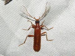 Dendroides concolor 139515450 by Dan MacNeal. Used under a CC BY 4.0 license.