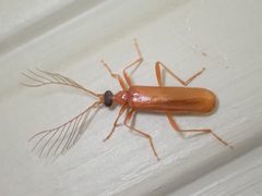 Dendroides concolor 140058801 by Claire Moxon-Waltz. Used under a CC BY 4.0 license.