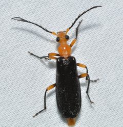 Neopyrochroa femoralis 138703590 by Chrissy McClarren and Andy Reago. Used under a CC0 license.