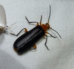 Neopyrochroa femoralis 84464068 by christine123. Used under a CC BY 4.0 license.