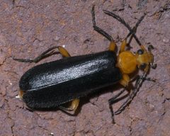 Neopyrochroa femoralis P1590647a by 
xpda. Used under a CC BY-SA 4.0 license.