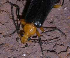 Neopyrochroa femoralis P1590649a by 
xpda. Used under a CC BY-SA 4.0 license.