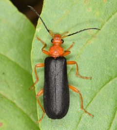 Neopyrochroa flabellata by skitterbug. Used under a CC BY 4.0 license.