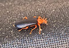 Neopyrochroa flabellata 137573290 by Brian Mork. Used under a CC BY 4.0 license.