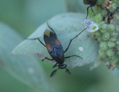 Macrosiagon cruenta P1350064a by 
xpda. Used under a CC BY-SA 4.0 license.