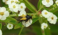 Macrosiagon flavipennis 2021-07-10 by CanadianCodhead. Used under a CC BY-SA 4.0 license.