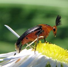 Macrosiagon limbata male by Jacy Lucier. Used under a CC BY-SA 4.0 license.