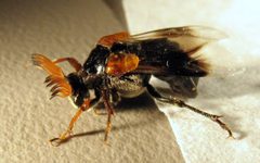 Rhipiphorus diadasiae male by NoahElhardt. Used under a CC BY 2.5 license.