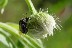 Complex Ripiphorus fasciatus - ovipositing on Erigeron annuus 02 by Jasper Shide. Used under a CC0 license.