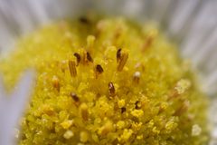 Complex Ripiphorus fasciatus - Larvae on Erigeron annuus 01 by Jasper Shide. Used under a CC0 license.
