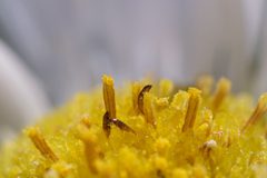 Complex Ripiphorus fasciatus - Larvae on Erigeron annuus 04 by Jasper Shide. Used under a CC0 license.