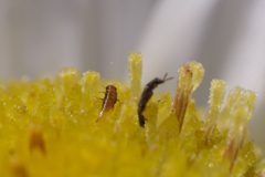 Complex Ripiphorus fasciatus - Larvae on Erigeron annuus 06 by Jasper Shide. Used under a CC0 license.