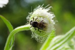 Complex Ripiphorus fasciatus - ovipositing on Erigeron annuus 01 by Jasper Shide. Used under a CC0 license.