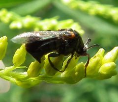 Ripiphorus fasciatus female by Jacy Lucier. Used under a CC BY-SA 4.0 license.