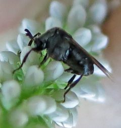 Ripiphorus fasciatus female 1 by Jacy Lucier. Used under a CC BY-SA 4.0 license.