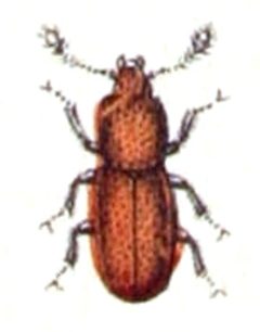Aglenus.brunneus.-.calwer.14.34 by Emil Hochdanz
. Used under a Public domain license.