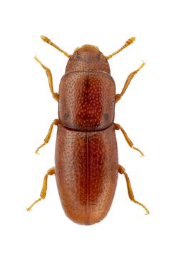 Aglenus brunneus by John Hallmén. Used under a CC BY 3.0 license.