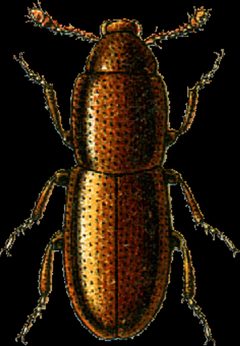 Aglenus brunneus Jacobson by Georgiy Jacobson. Used under a Public domain license.