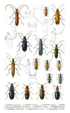 Reitter-1911-plate125 by Edmund Reitter
. Used under a Public domain license.