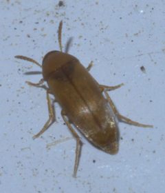 Anaspis rufa P1290868a by 
xpda. Used under a CC BY-SA 4.0 license.