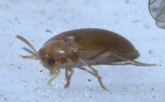 Anaspis rufa P1290869a by 
xpda. Used under a CC BY-SA 4.0 license.