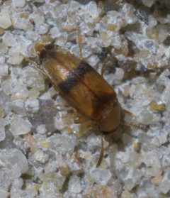 Pentaria trifasciata P1650948a by 
xpda. Used under a CC BY-SA 4.0 license.