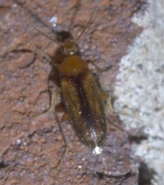 Allopoda lutea P1420319a by 
xpda. Used under a CC BY-SA 4.0 license.