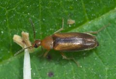 Allopoda lutea P1620423a by 
xpda. Used under a CC BY-SA 4.0 license.