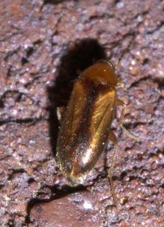 Allopoda lutea P1630766a by 
xpda. Used under a CC BY-SA 4.0 license.