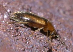 Allopoda lutea P1630767a by 
xpda. Used under a CC BY-SA 4.0 license.