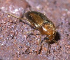 Allopoda lutea P1630768a by 
xpda. Used under a CC BY-SA 4.0 license.